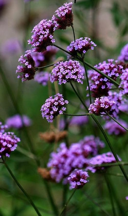 Weiß verbena bonariensis blume samen for anpflanzung