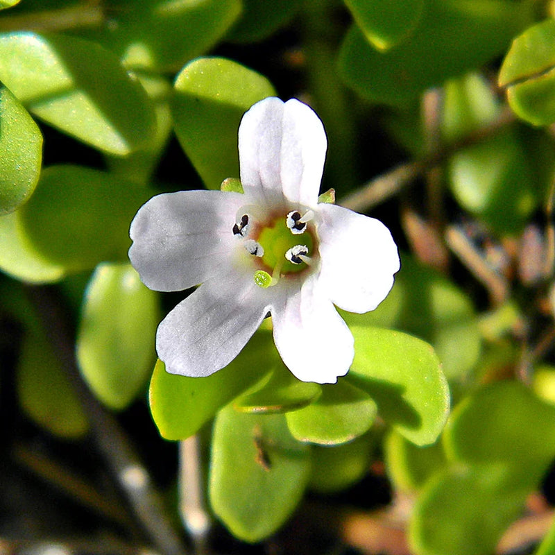 Weiß waterhyssop blume samen for anpflanzung