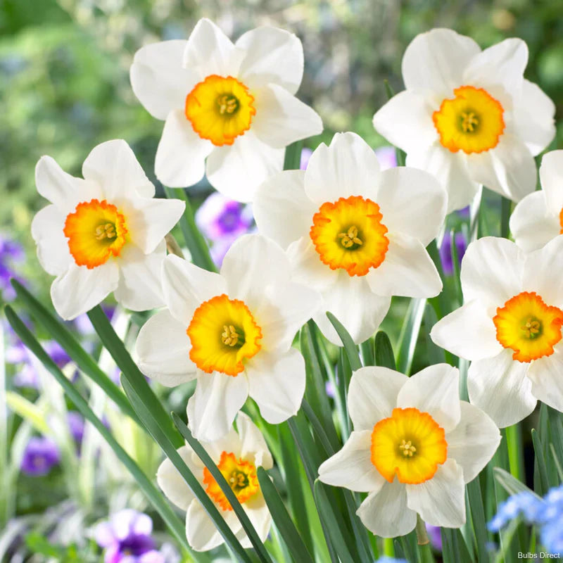 Weiß gelb narcissus blume samen for anpflanzung
