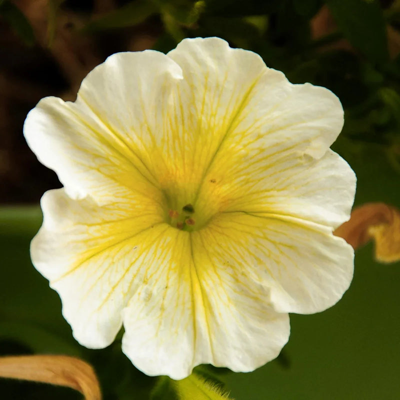Weiß and gelb petunia samen for anpflanzung
