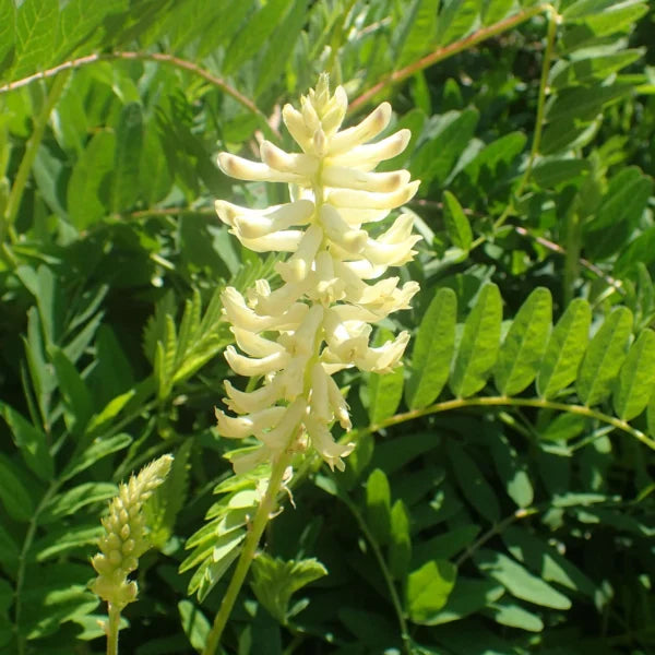 Weiß astragalus samen for anpflanzung