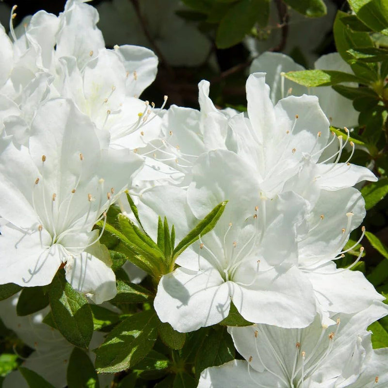 Weiß azalea blume samen for anpflanzung