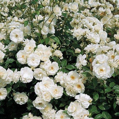 Weiß creeper rose blume samen for anpflanzung - long bloom season, heirloom & gmo free samen for home garten
sale samen for anpflanzung in home garten
