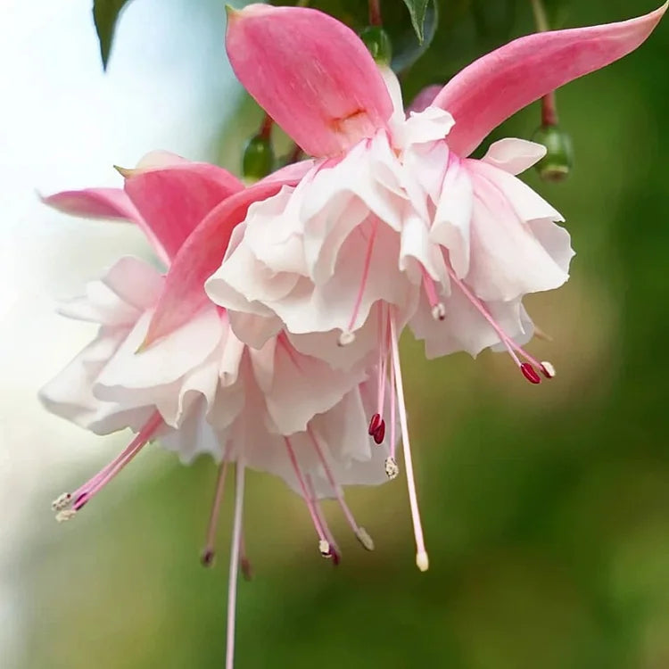 Weiß and rosa fuchsia samen for anpflanzung