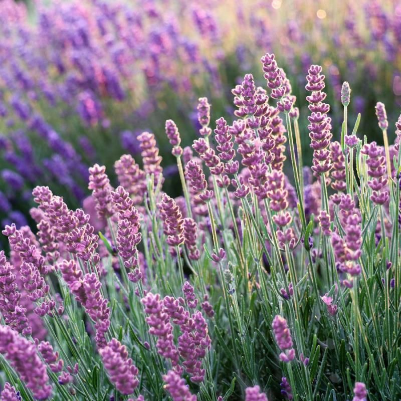 Weiß lavender samen for anpflanzung