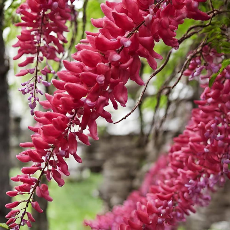 Rot wisteria tree samen for anpflanzung