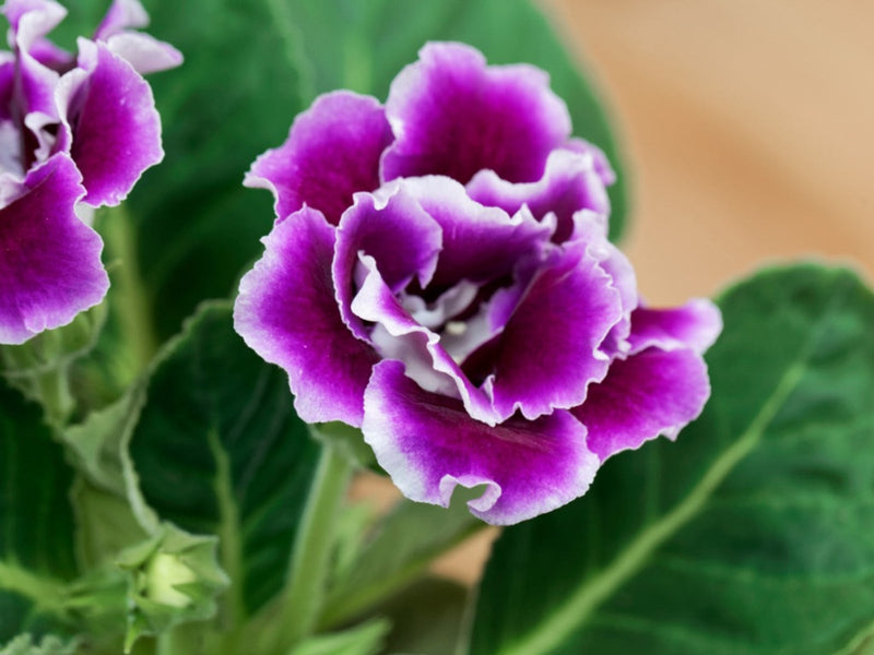 Violet Gloxinia graines de fleurs à semer, mélange de fleurs sauvages, variété traditionnelle et sans OGM, graines pour le jardin familial