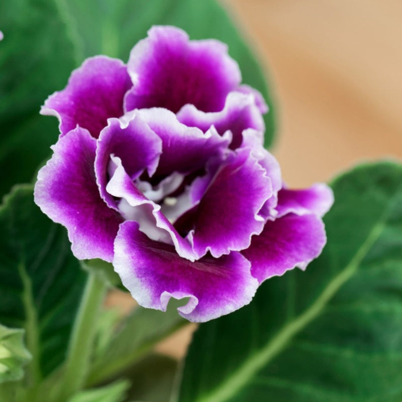 Variedad tradicional de semillas de flores de gloxinia para siembra, tolerante a la sequía, variedad tradicional y sin ingeniería genética, semillas para el jardín doméstico