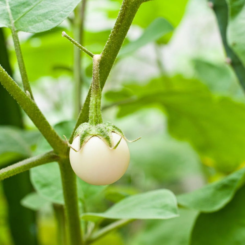 Semillas de berenjena Weiß para plantar · Semillas para obtener sabrosas verduras en tu huerto doméstico