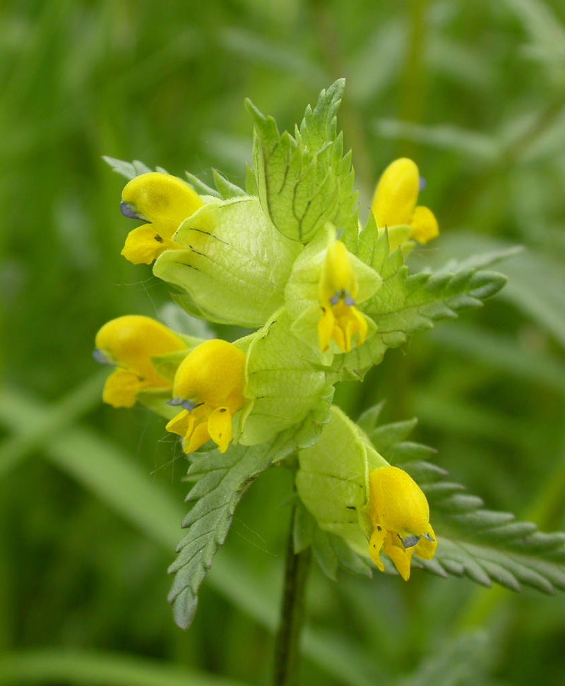Graines de fleurs de rattle à semer, longue saison de floraison, variété traditionnelle et sans OGM, graines pour jardin familial