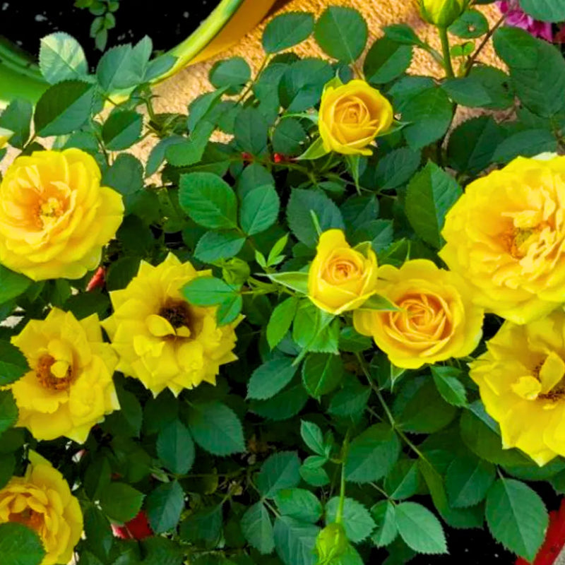 Variedad tradicional Lemon amarillo rosa Osiria semillas de flores para sembrar respetuosa con los polinizadores variedad tradicional y sin organismos modificados genéticamente semillas para huerto doméstico