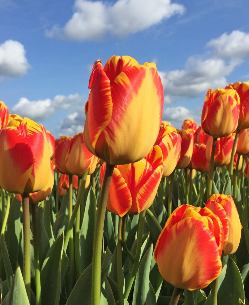 Rot gelb tulip blume samen blume samen for anpflanzung seasonal bloomer heirloom & gmo free samen for home garten
sale for anpflanzung in home garten