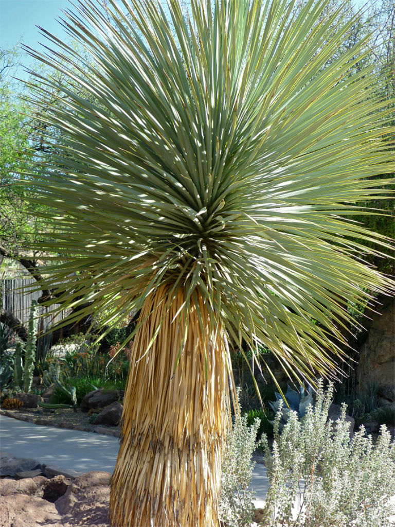 Yucca thompsoniana blume samen for anpflanzung bright blooms heirloom & gmo free samen for home garten
sale for anpflanzung in home garten