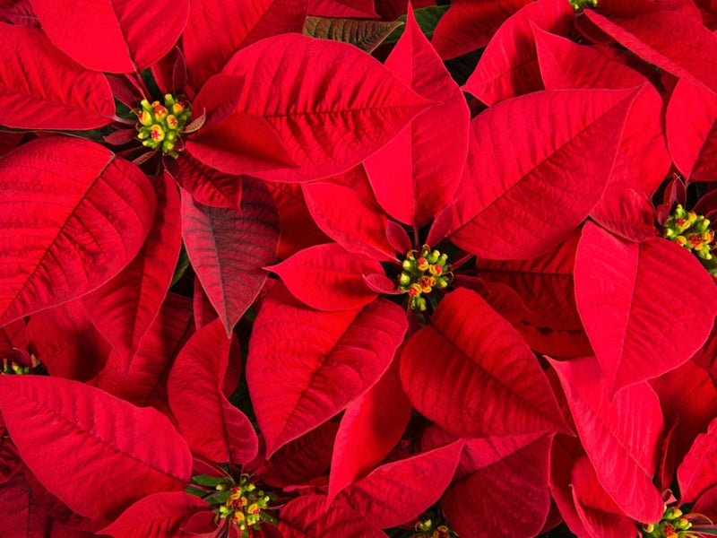 Graines de poinsettia rouge à semer, variété robuste, variété traditionnelle et sans OGM, graines pour jardin familial