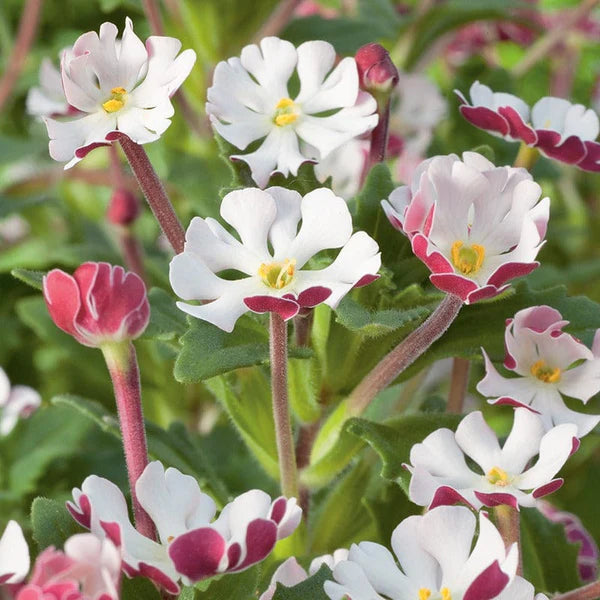 Semillas de flores blancas y rosas de Zaluzianskya para sembrar – brillantes – variedad tradicional y sin ingeniería genética, semillas para jardín doméstico