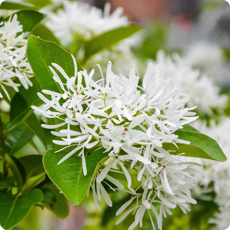 Semillas de Chionanthus blancas para siembra – fáciles de cuidar – variedad tradicional y sin transgénicos, semillas para el jardín doméstico