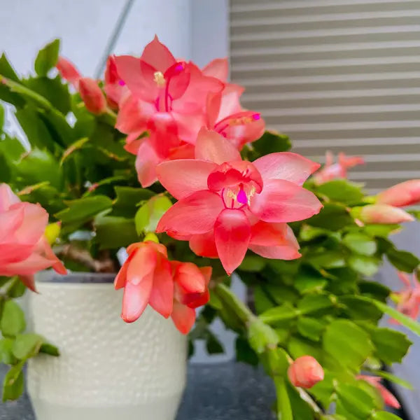 Semillas de flor de cactus de Navidad naranja para siembra, para obtener flores