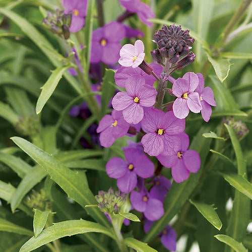 Violet linifolium blume samen for anpflanzung shade tolerant heirloom & gmo free samen for home garten
sale samen for home garten anpflanzung
