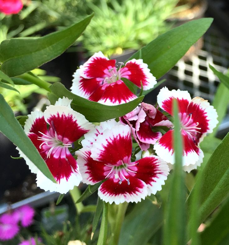Weiß rot dianthus blume samen for anpflanzung fragrant blossoms heirloom & gmo free samen for home garten
sale samen for home garten anpflanzung