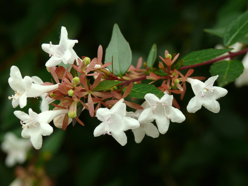 Abelia seedlings wachsend in garten – easy anpflanzung guide