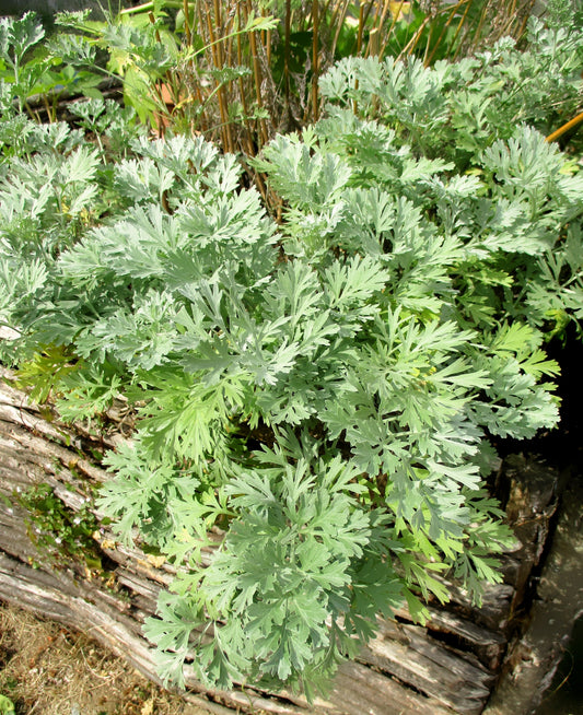 Absinthe Wormwood Samen – Artemisia absinthium Silver-Green Aromatic Kraut