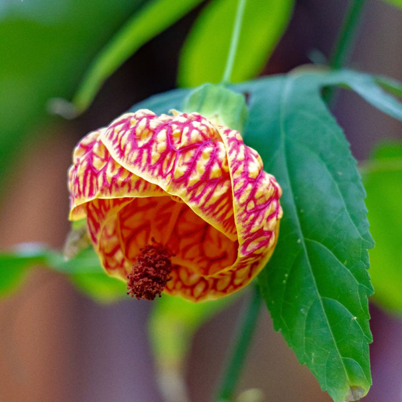 Abutilon striatum blume samen for anpflanzung