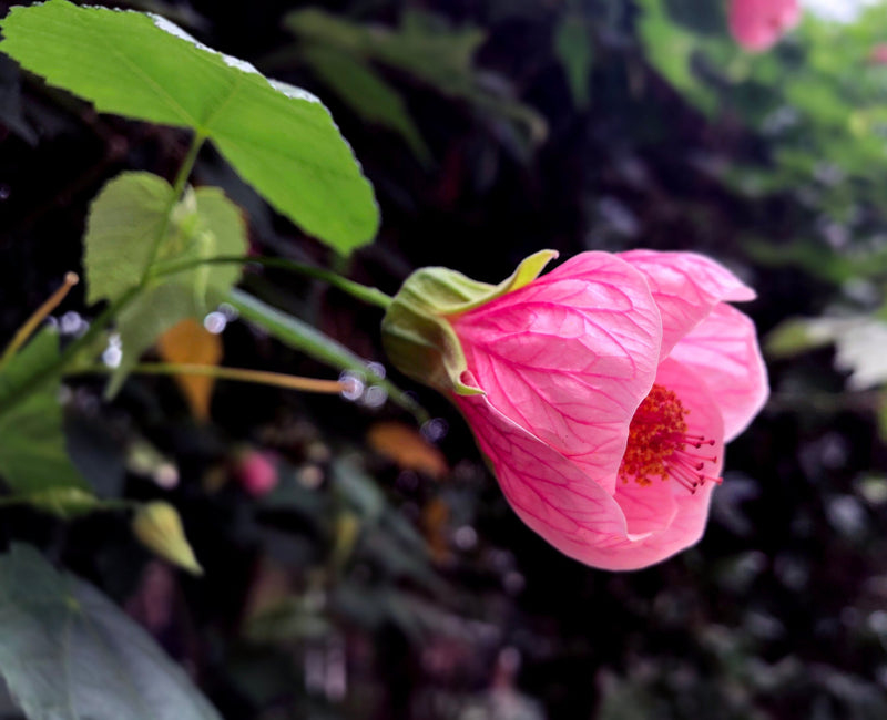 Abutilon striatum rosa blume samen for anpflanzung