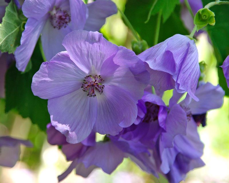 Easy to grow abutilon striatum lila samen