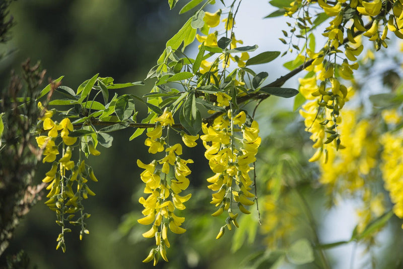 Acacia (acacia blume) samen for anpflanzung in home garten