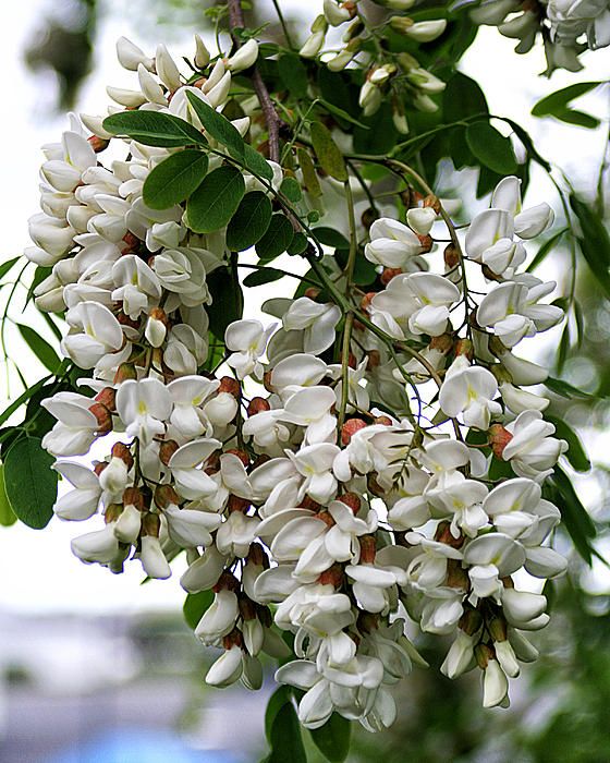 Acacia weiß perennial blume samen for anpflanzung