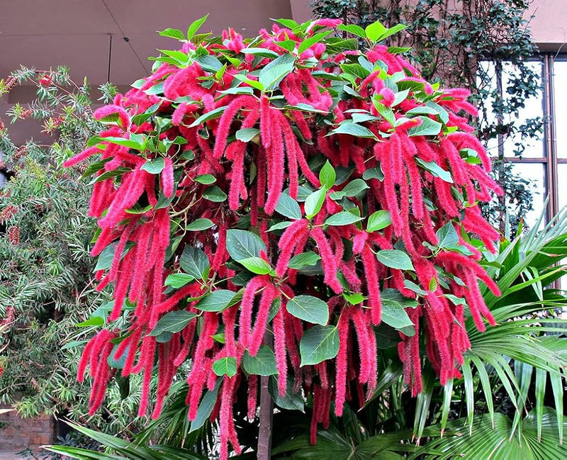 Acalypha hispida samen for anpflanzung – exotic rot flowering pflanze