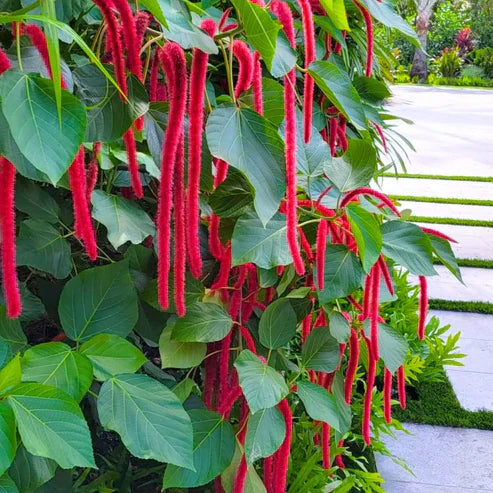 Acalypha pflanze samen for home gardening
