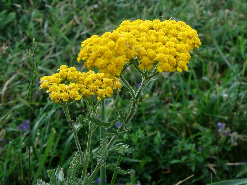 Achillea garten anpflanzung samen – drought-tolerant perennial