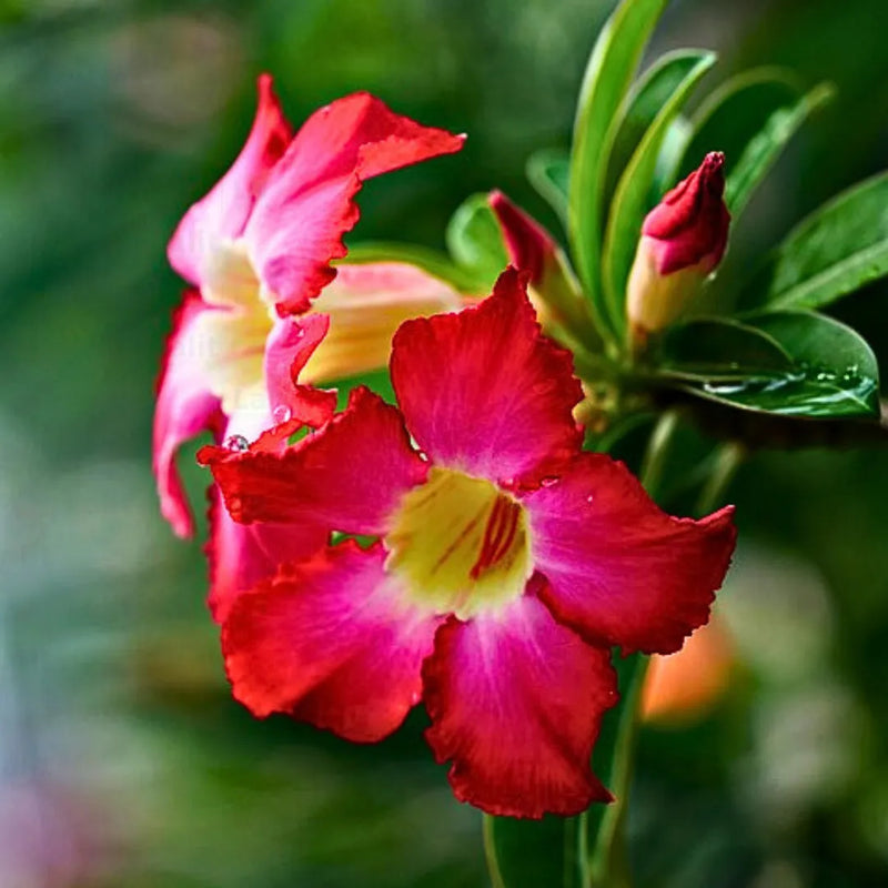 Adenium obesum samen for anpflanzung and gardening