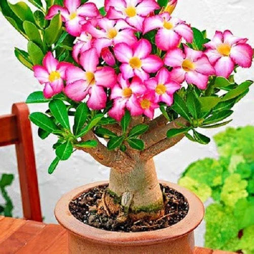 Graines de rose du désert Obesum rose et blanche à semer – éclatante – variété traditionnelle et sans OGM, graines pour jardin potager