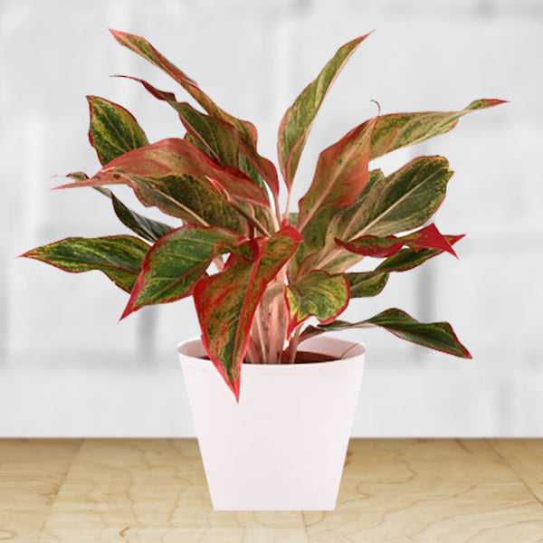 Aglaonema grün mix samen for anpflanzung
