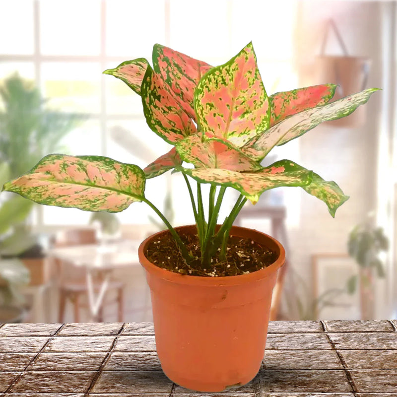 Aglaonema rosa mix samen for easy anpflanzung
