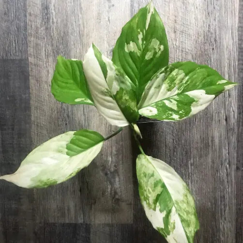 Aglaonema Variegated Samen for Easy Indoor Aussaat