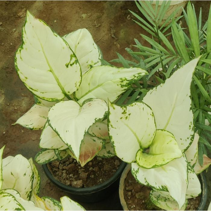 Aglaonema weiß mix samen for anpflanzung