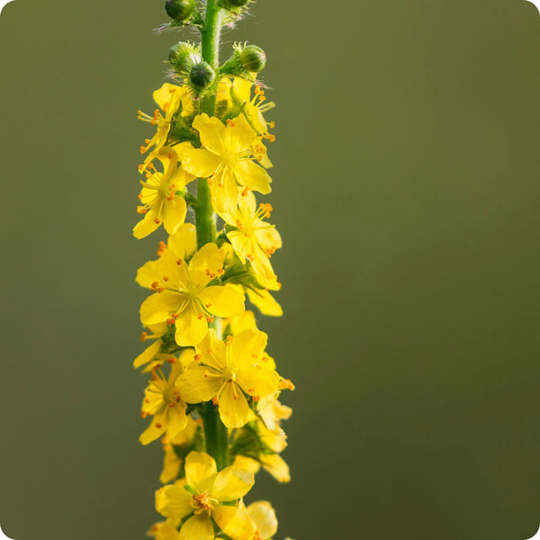 Agrimony Samen Agrimonia eupatoria yellow wildflower
