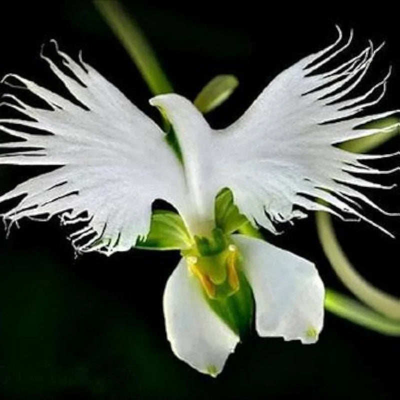 Aigrette orchid samen for easy anpflanzung