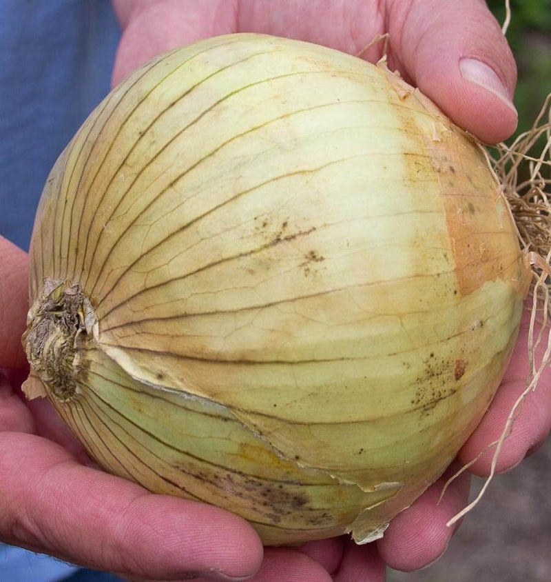 Ailsa craig onion samen für aussaat