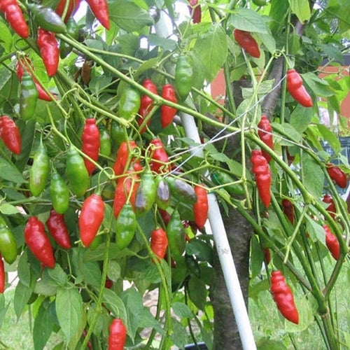 Aji largo peppers wachsend on pflanze