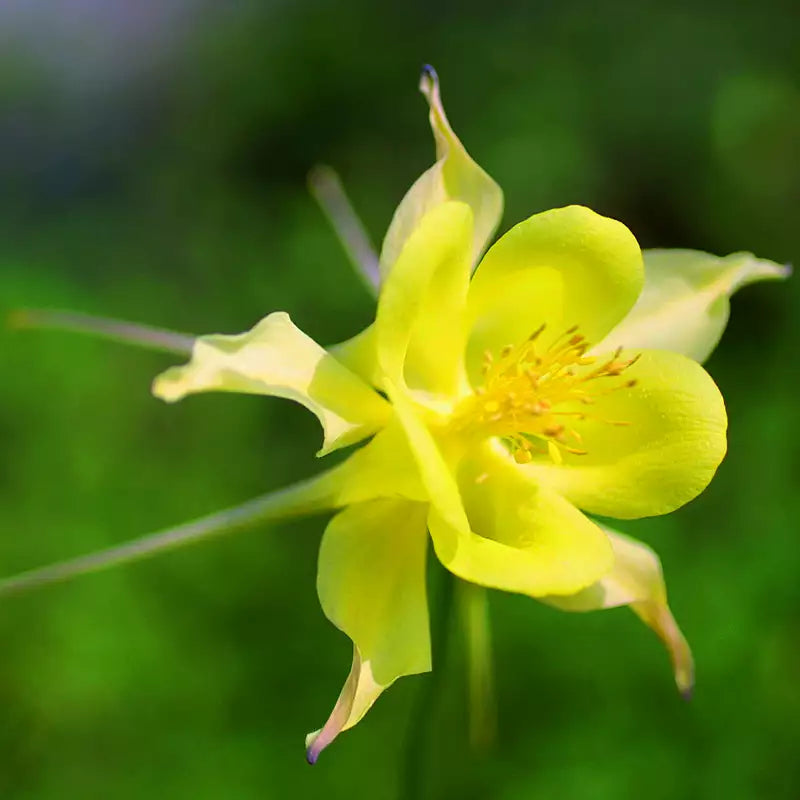 Semillas de flores de aguileña amarilla para sembrar – semillas de gran calidad