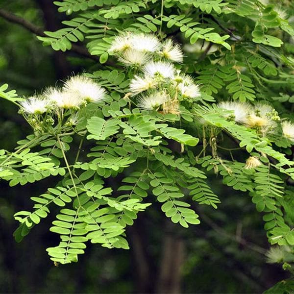 Albizia blume tree for gardens and landscapes
