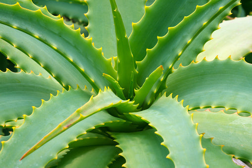 Aloe Cameron Samen for Easy Indoor and Outdoor Aussaat