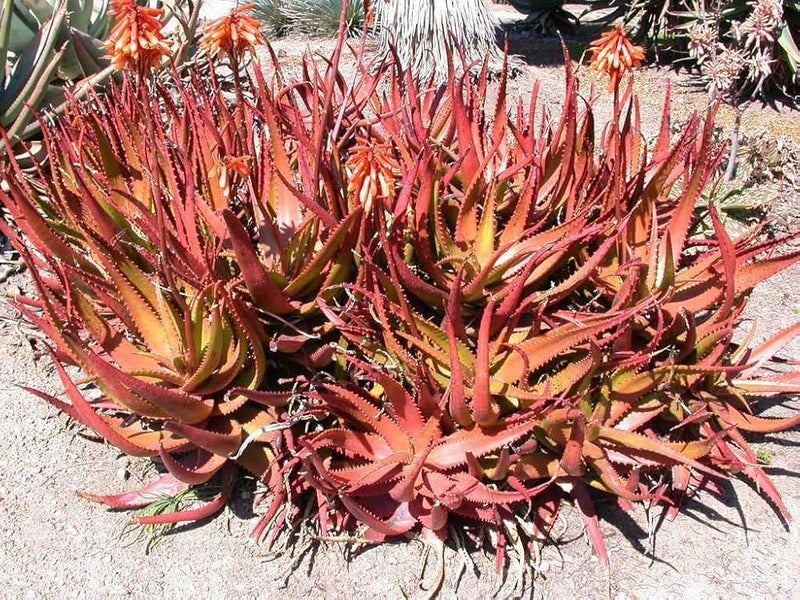 Aloe Cameron Violet Samen for Indoor and Outdoor Aussaat