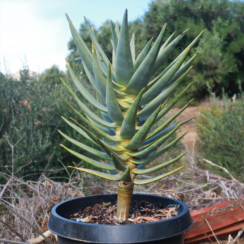 Aloe Dichotoma Samen for Aussaat