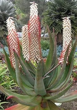 Aloe Ferox White Samen for Indoor and Outdoor Aussaat