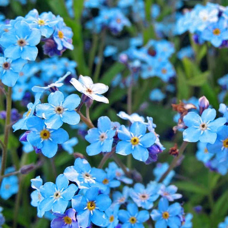 Alpestris alpine blau blume samen